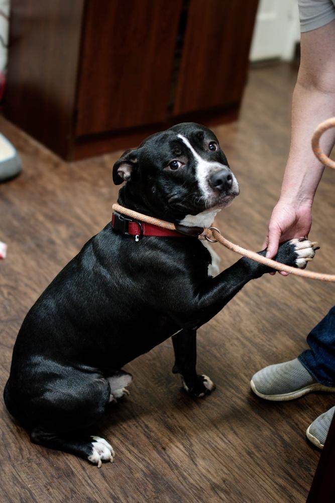 Parker, a Adoptable mixed breed in Frankfort, NY image 3/3
