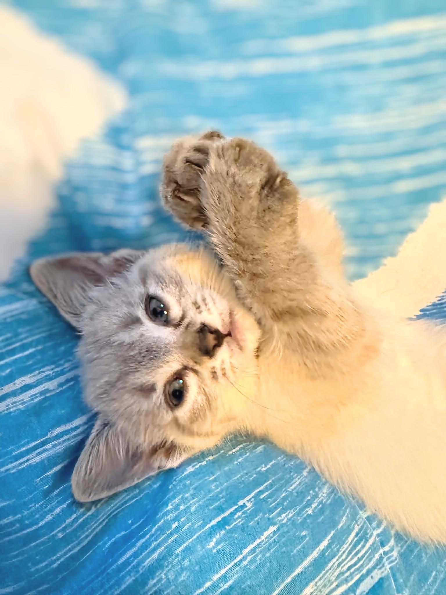 Alice, adopted, Kitten Female Domestic Short Hair.