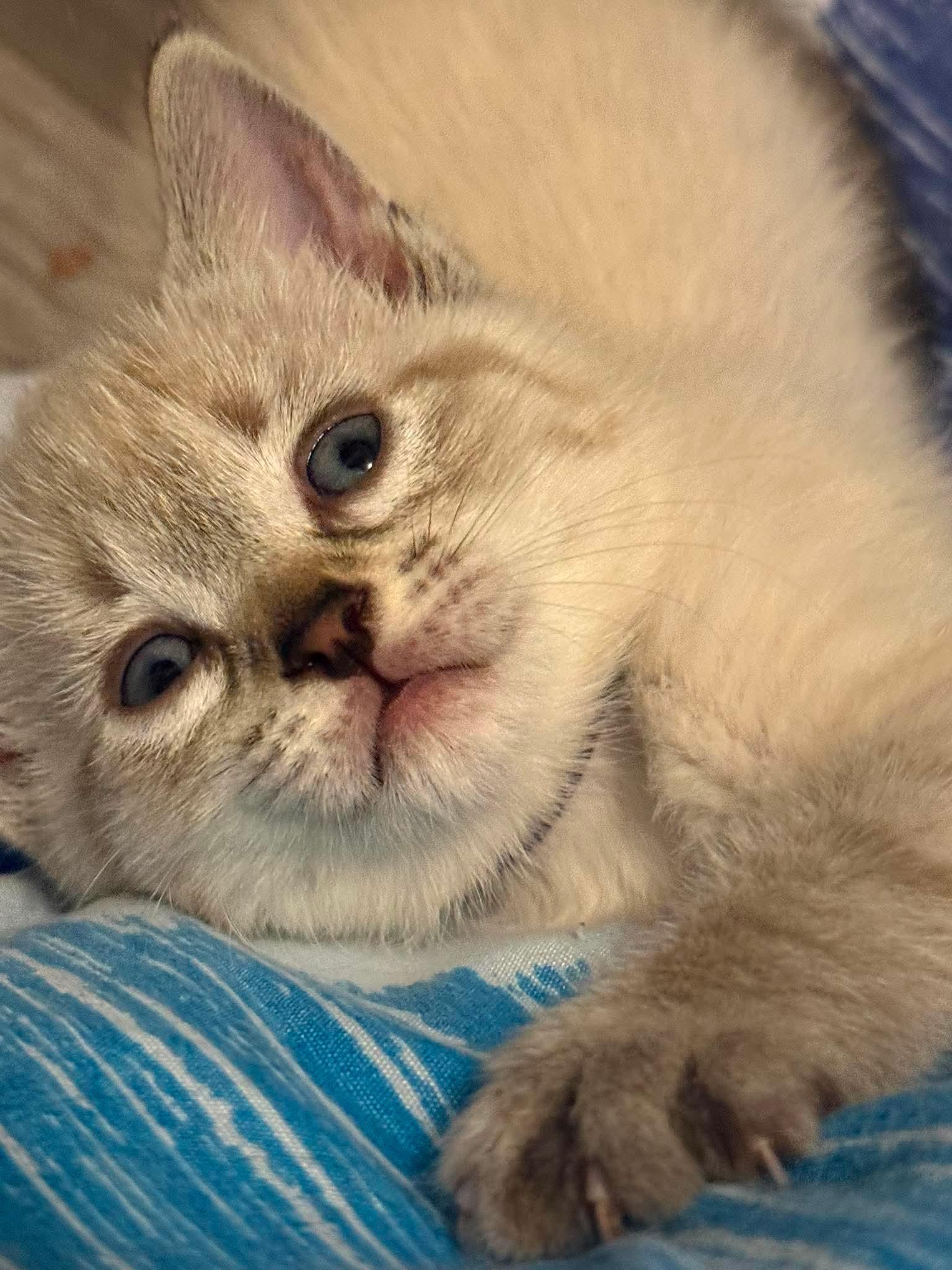Enlarge Alice, an adopted Domestic Short Hair in Winnipeg, MB image 5/5