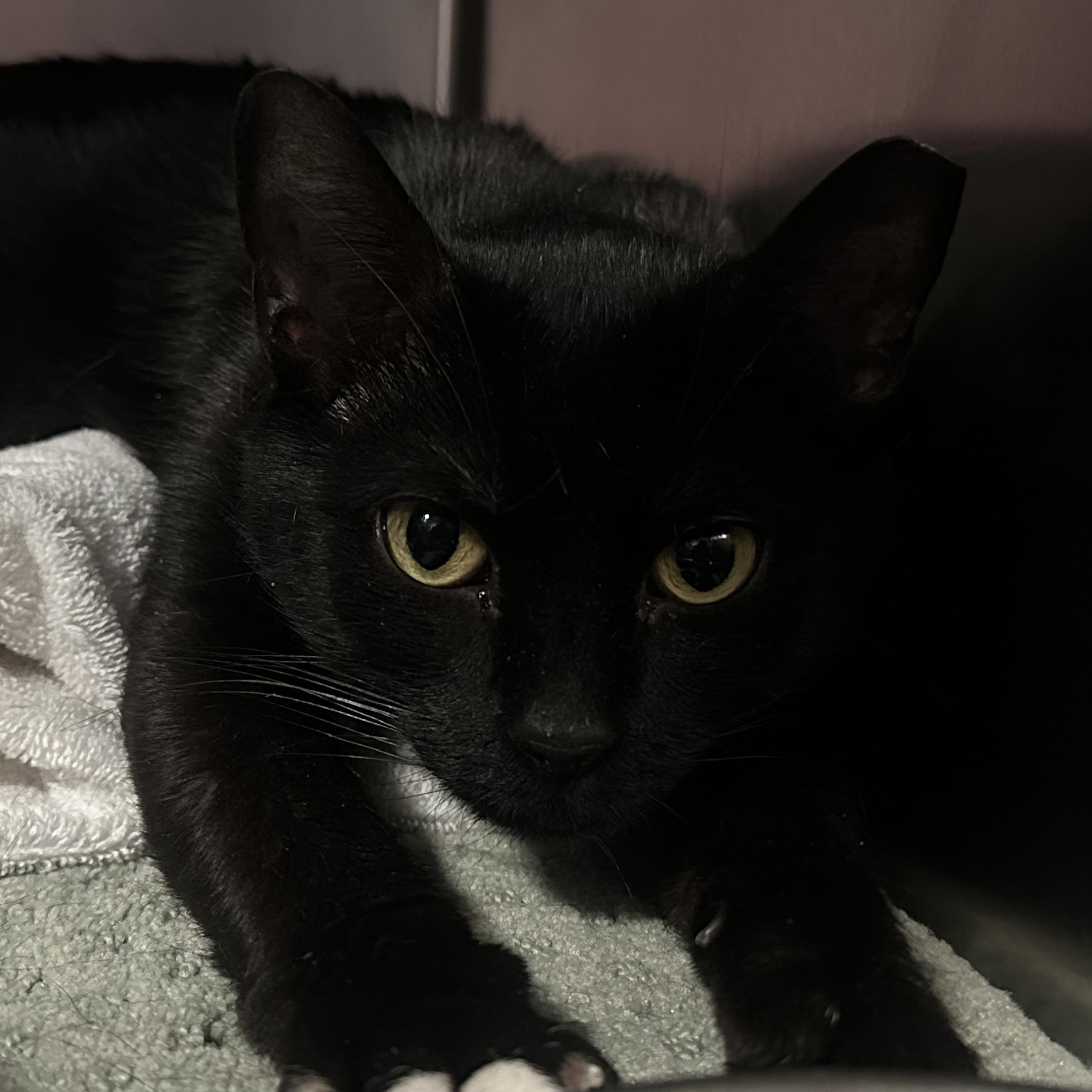 Enlarge Kacey  , a ADOPTABLE Domestic Short Hair in Clifton, NJ image 6/6