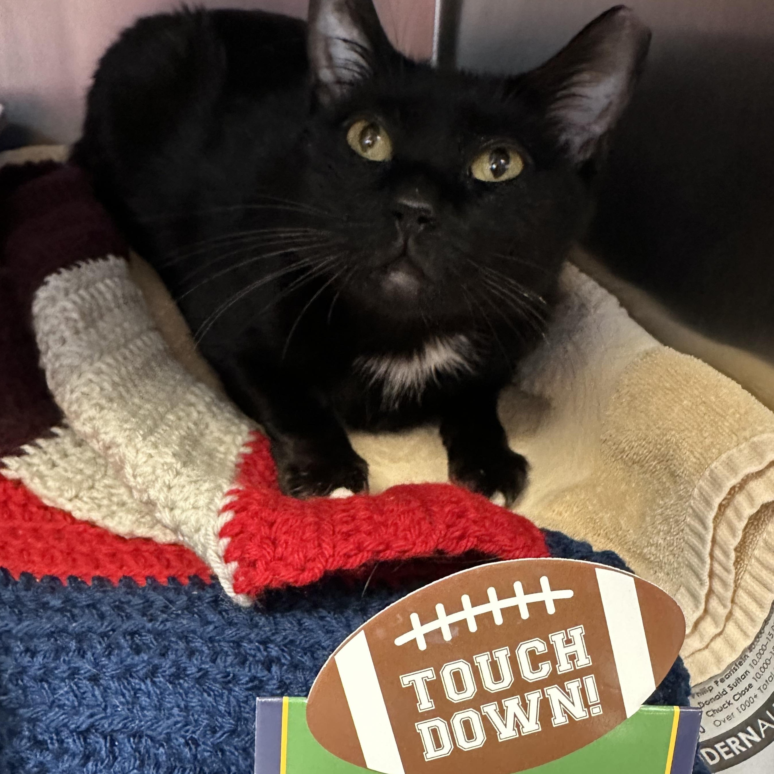 Enlarge Kacey  , a ADOPTABLE Domestic Short Hair in Clifton, NJ image 4/6