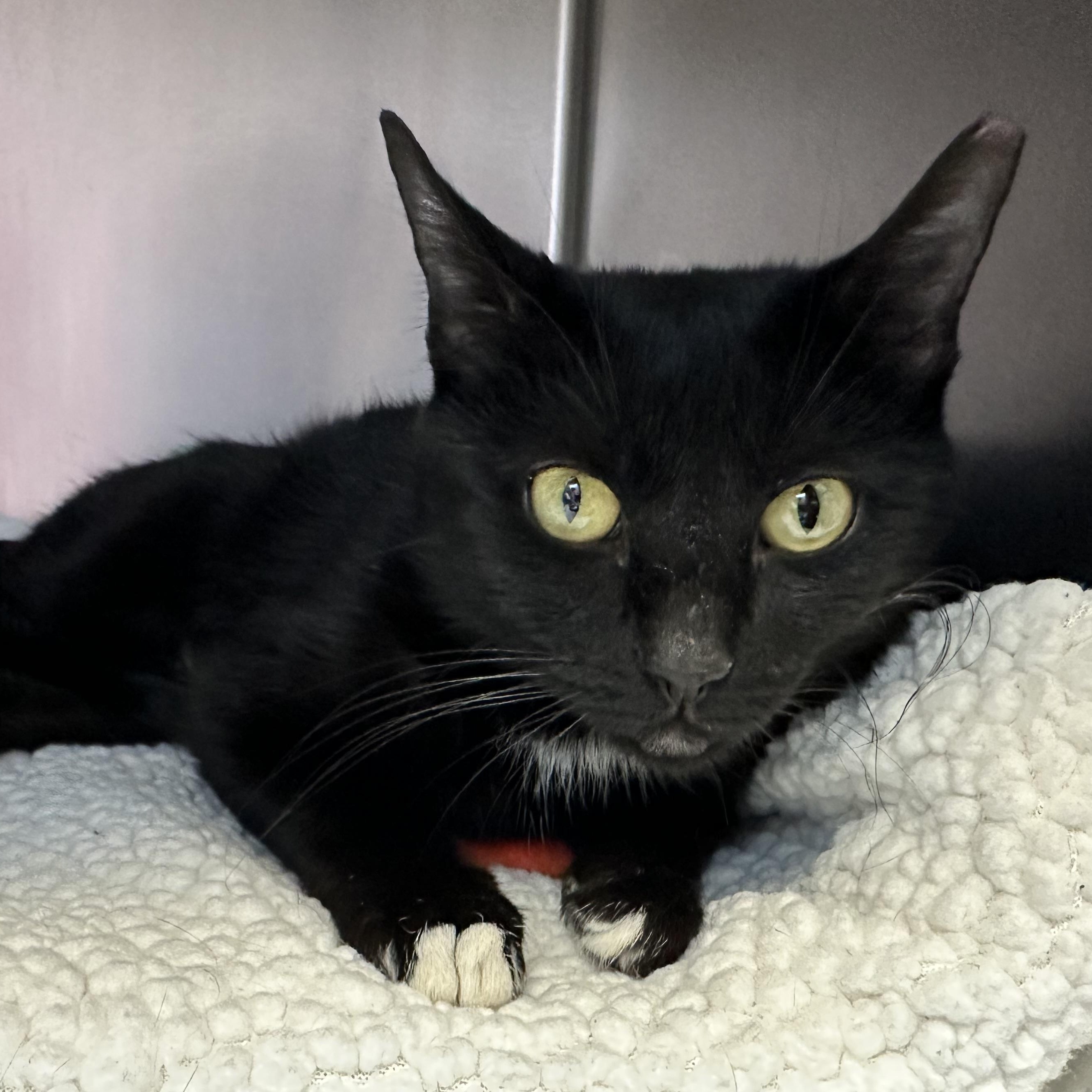 Enlarge Kacey  , a ADOPTABLE Domestic Short Hair in Clifton, NJ image 5/6