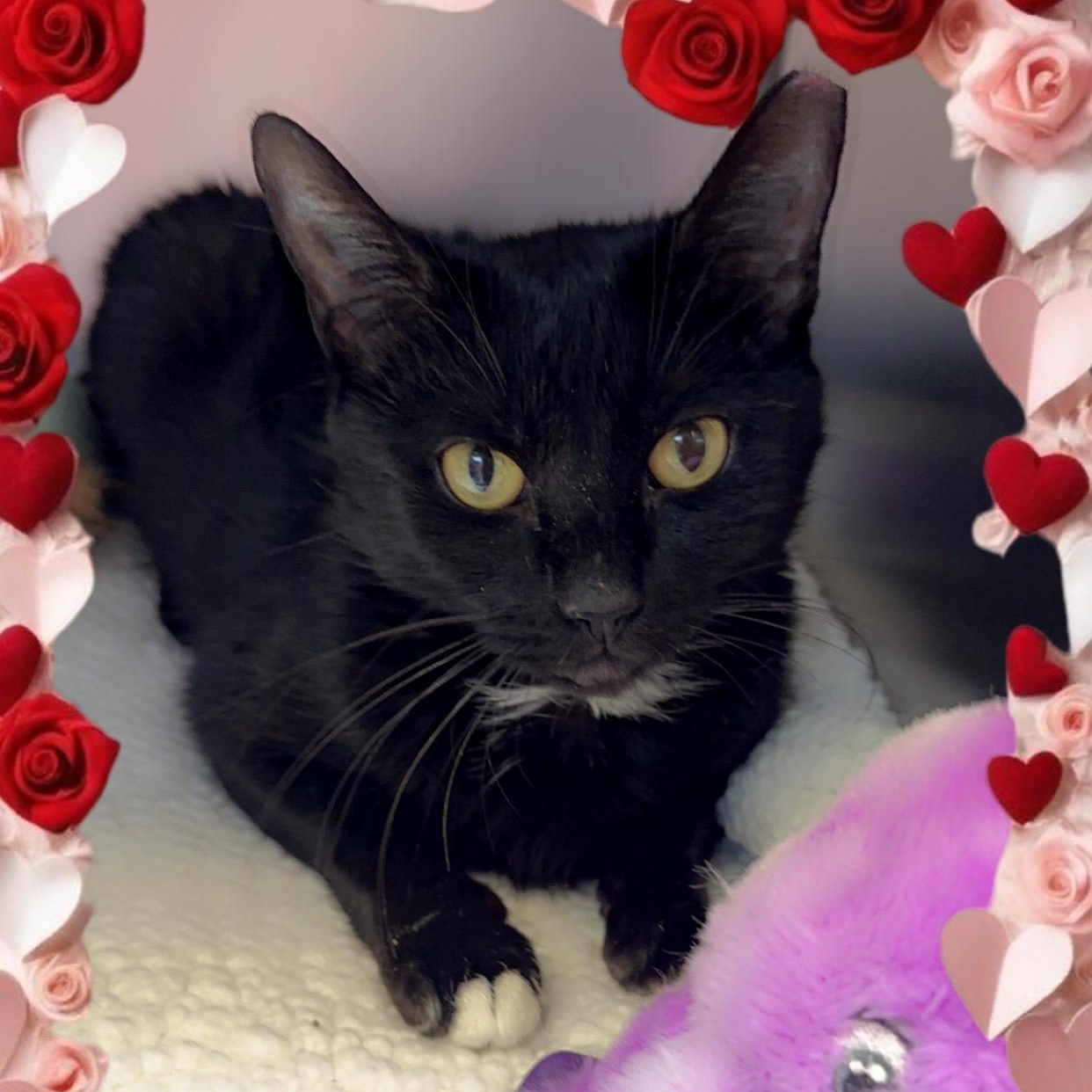 Enlarge Kacey  , a ADOPTABLE Domestic Short Hair in Clifton, NJ image 1/6