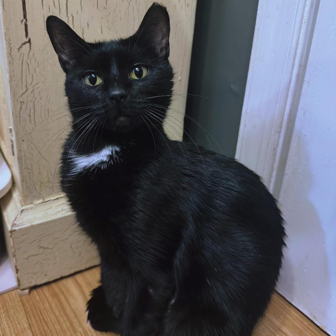 Enlarge Kacey  , a ADOPTABLE Domestic Short Hair in Clifton, NJ image 2/6