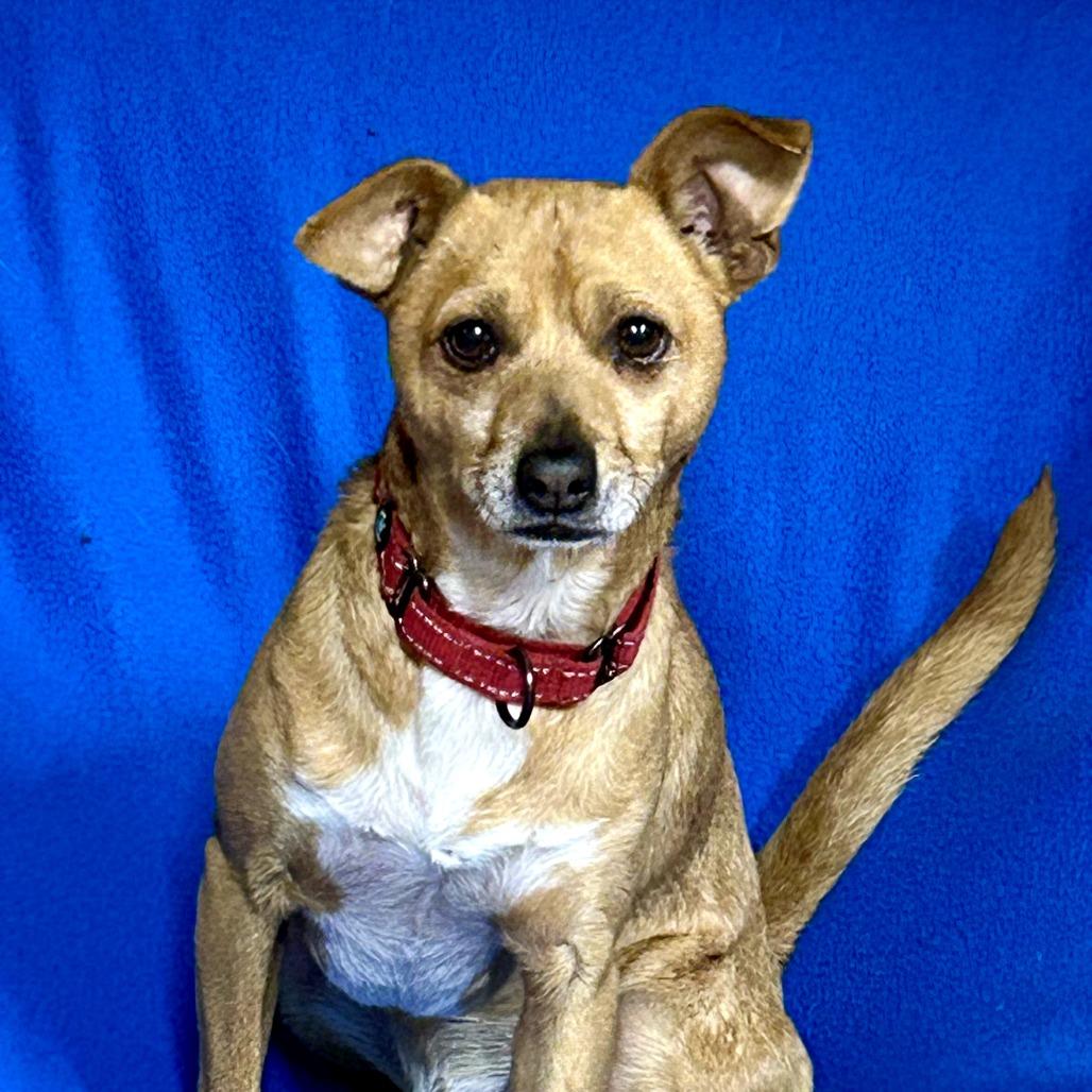 Loki, Adoptable, Adult Male Chihuahua & Mixed Breed.