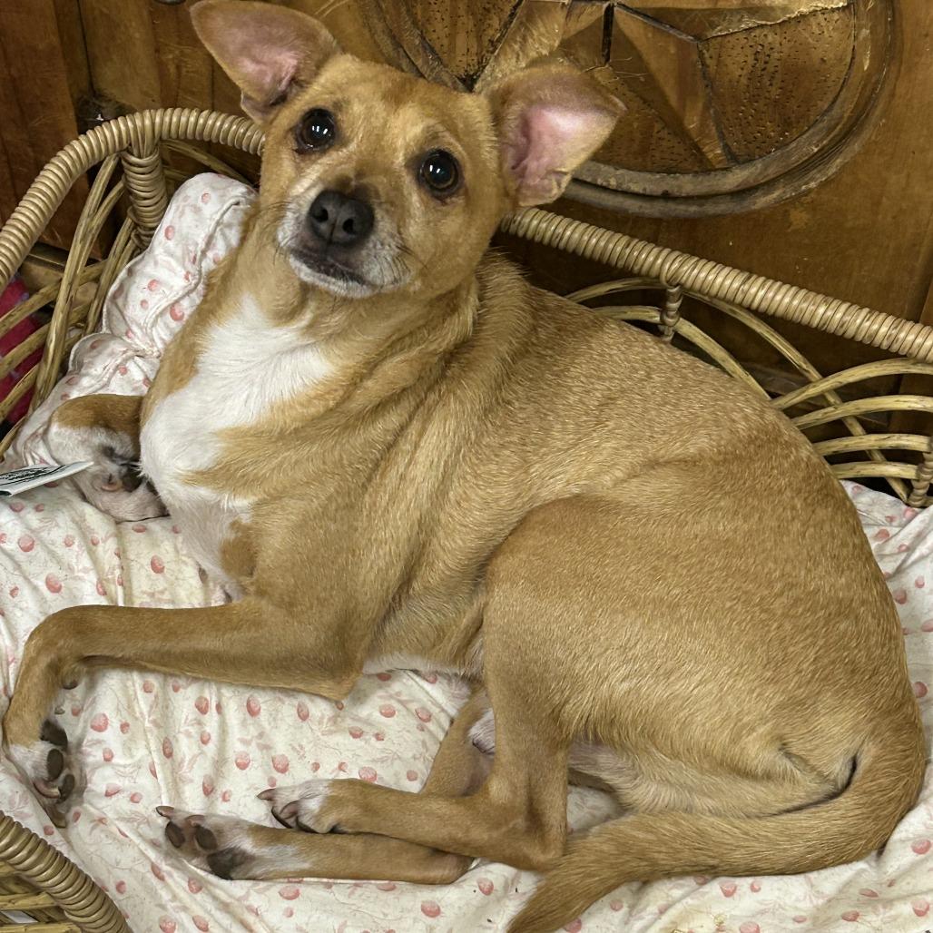 Enlarge Loki, a Adoptable mixed breed in Rockville, MD image 2/6