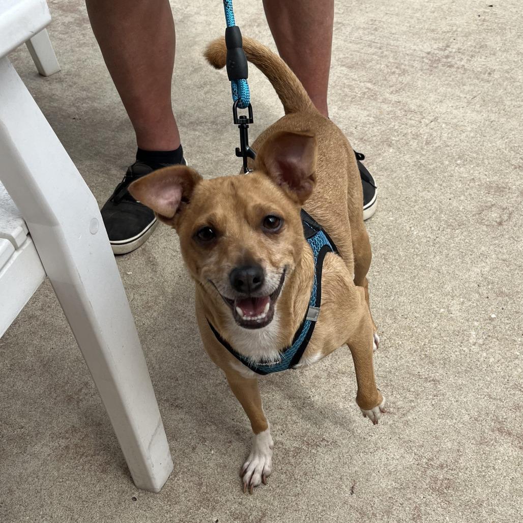 Enlarge Loki, a Adoptable mixed breed in Rockville, MD image 3/6