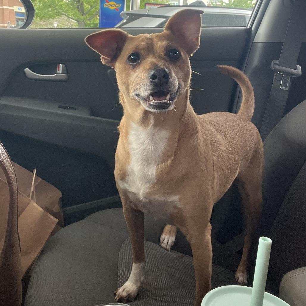 Enlarge Loki, a Adoptable mixed breed in Rockville, MD image 5/6