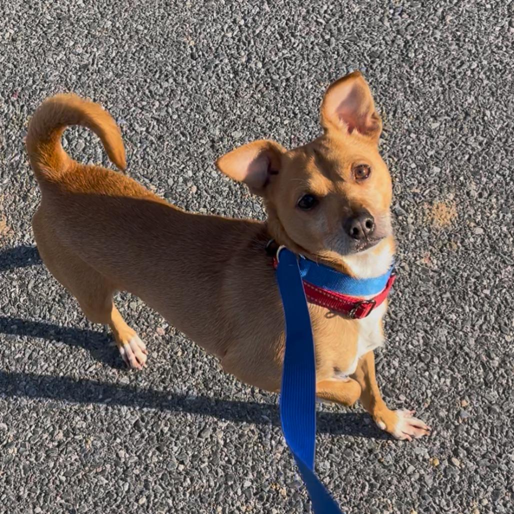Enlarge Loki, a Adoptable mixed breed in Rockville, MD image 6/6