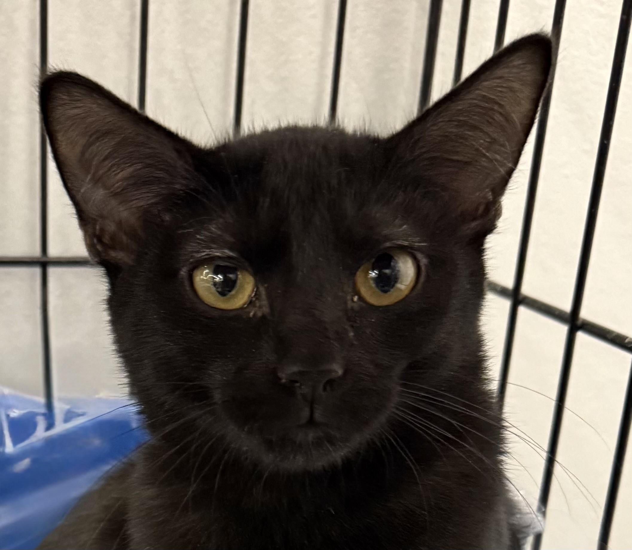 COOKIE, ADOPTABLE, Kitten Female Domestic Short Hair.