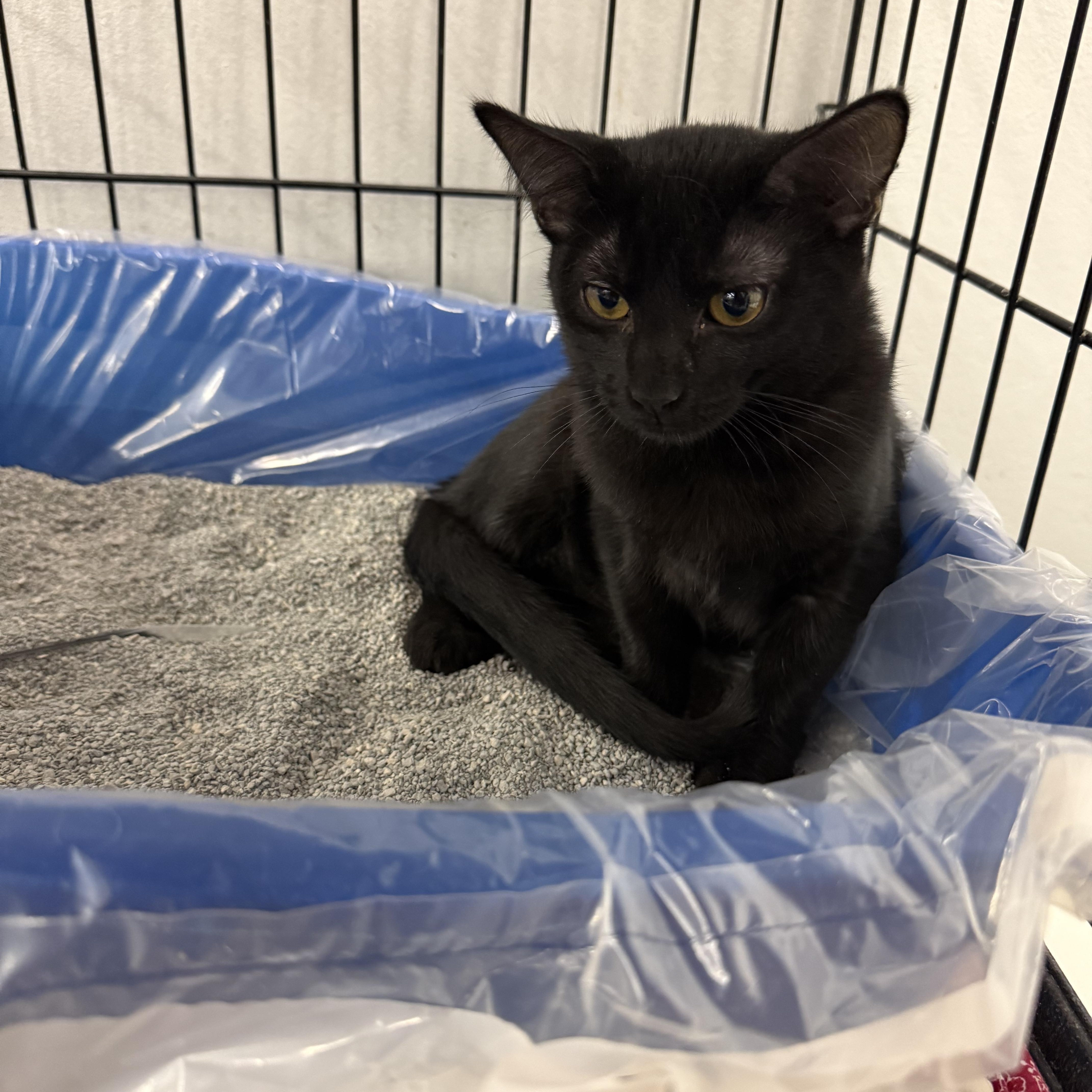 Enlarge COOKIE, a Adoptable Domestic Short Hair in Lake Ozark, MO image 2/2