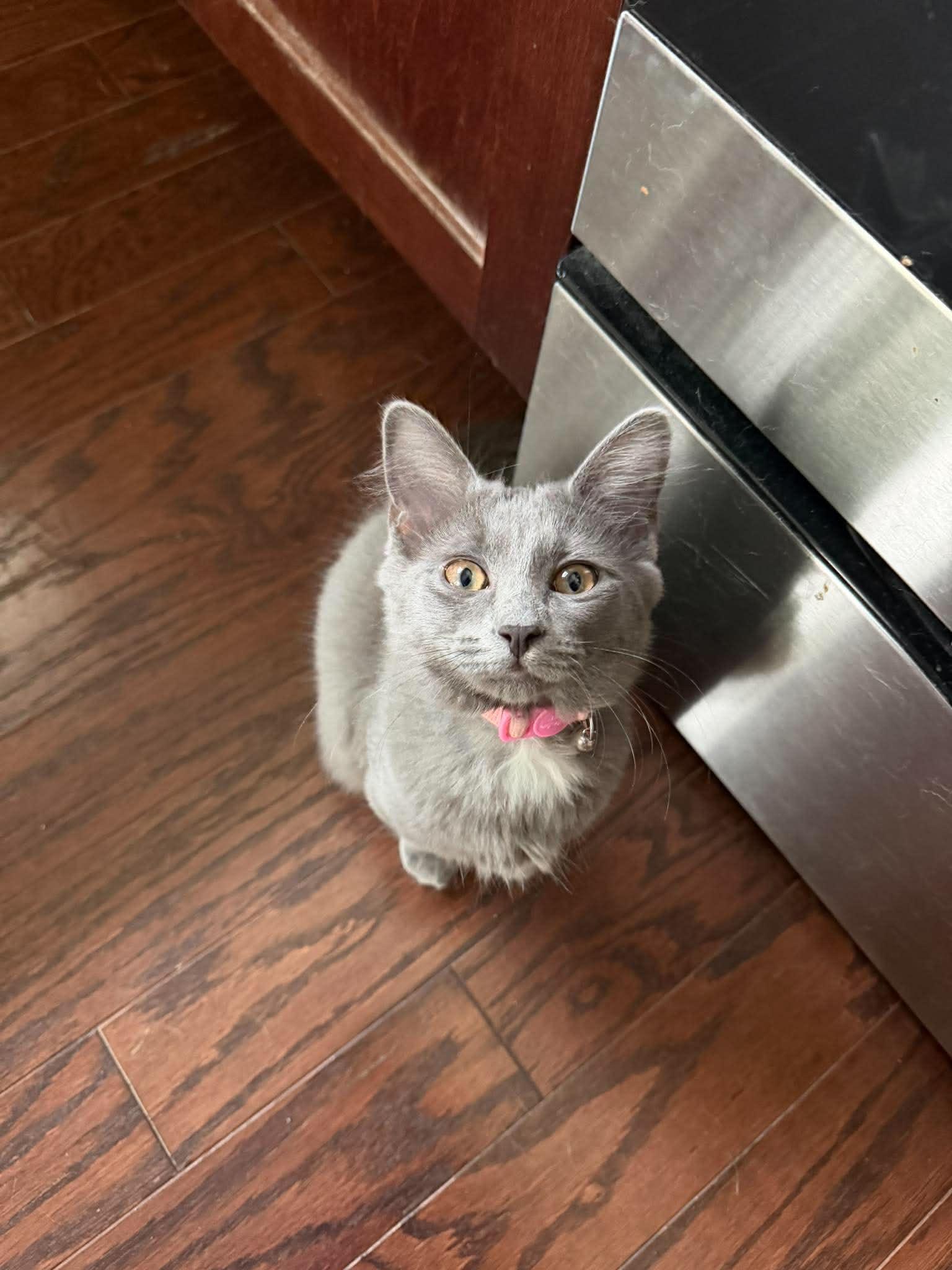 Destiny, Adoptable, Young Female Domestic Short Hair.