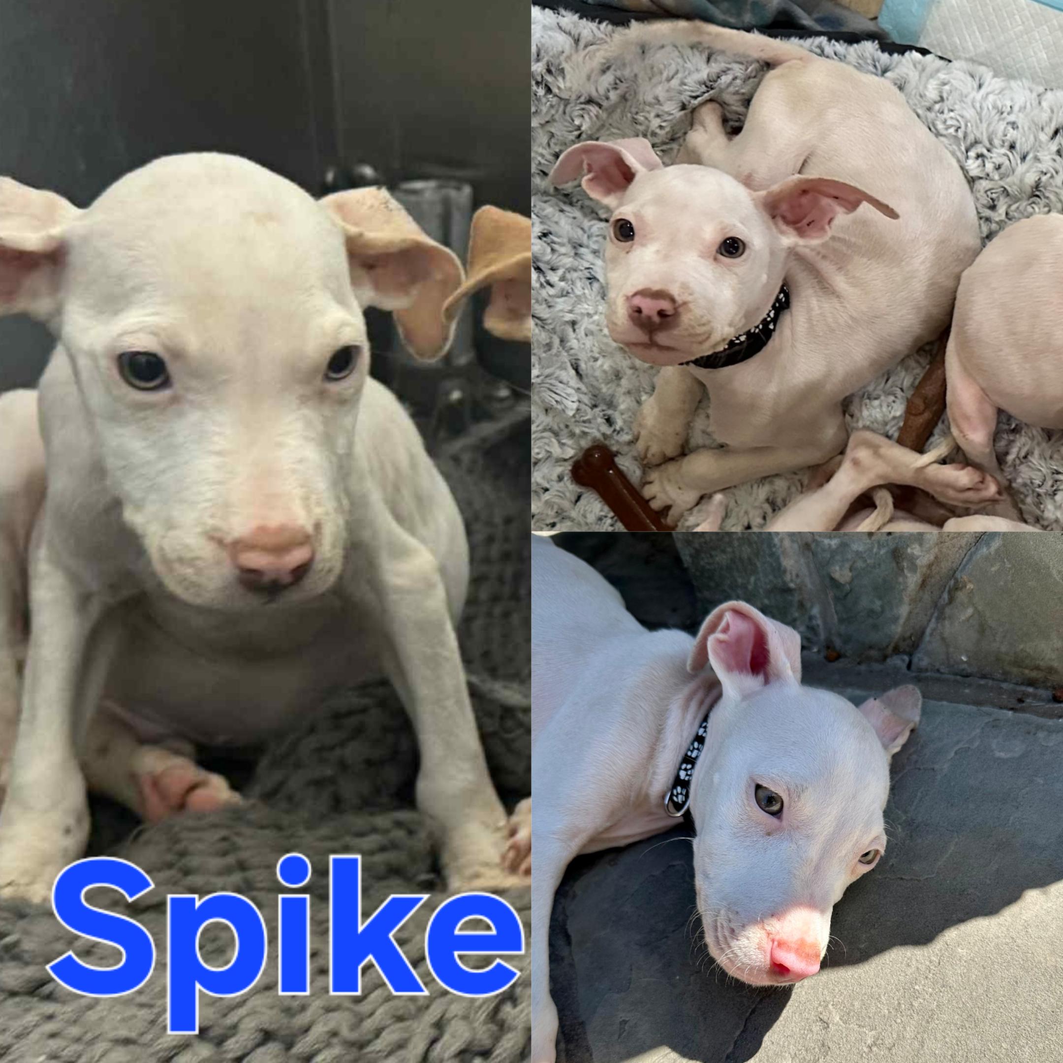 Spike
