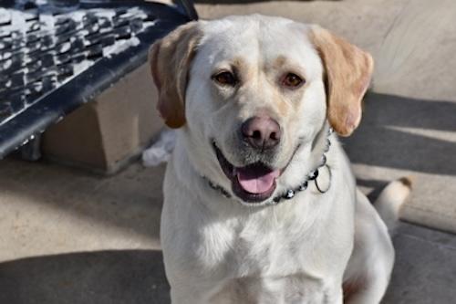 Iris #9, ADOPTABLE, Adult Female Yellow Labrador Retriever.