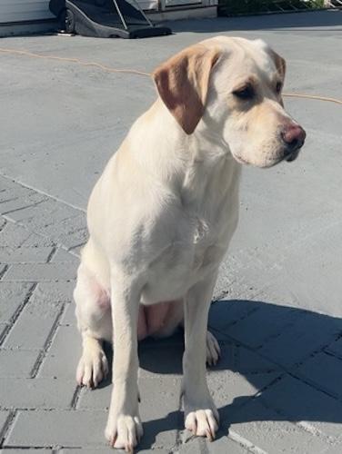 Enlarge Iris #9, a ADOPTABLE Yellow Labrador Retriever in Killingworth, CT image 2/2