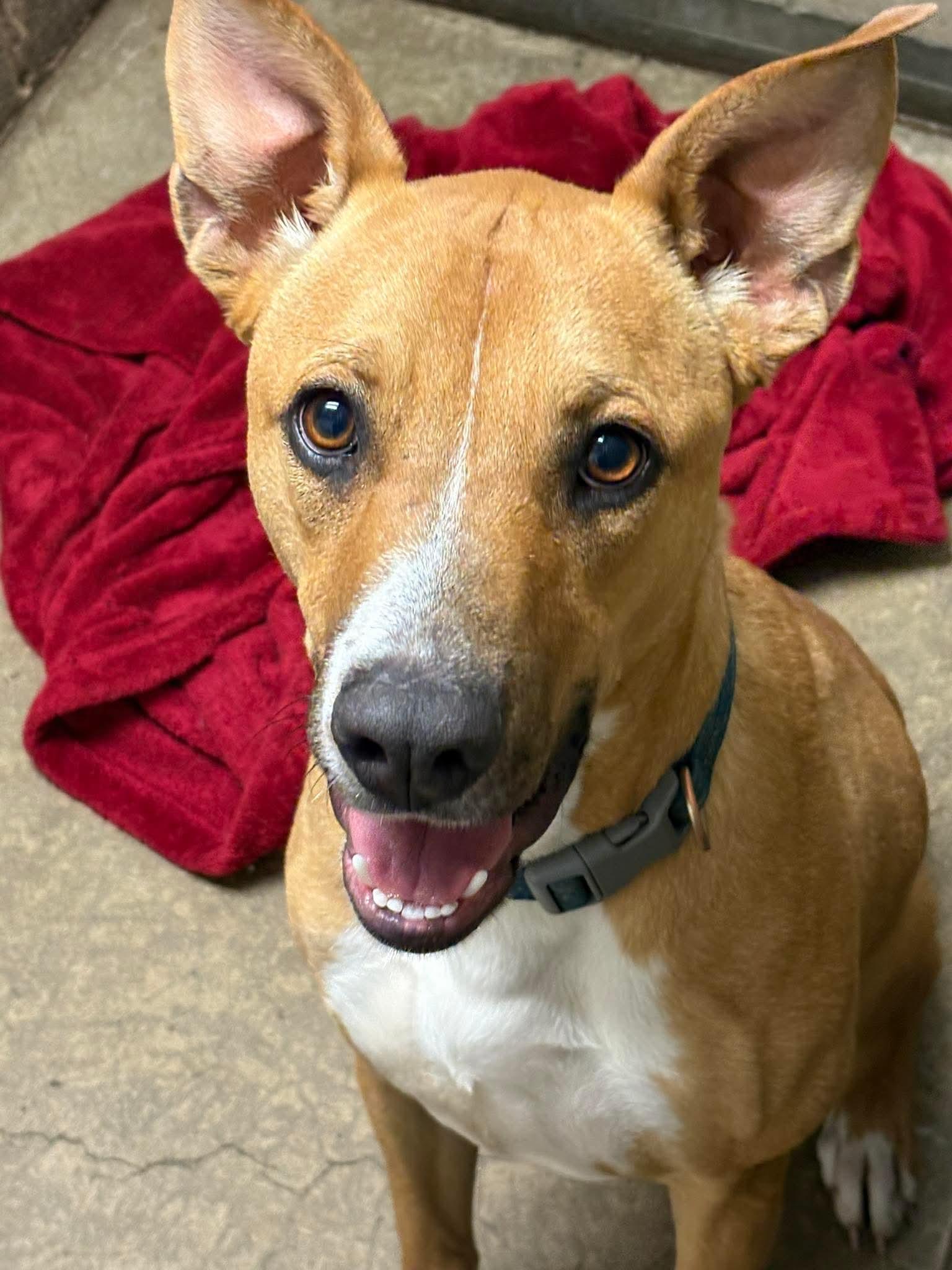 Arthur, ADOPTABLE, Young Male Hound.