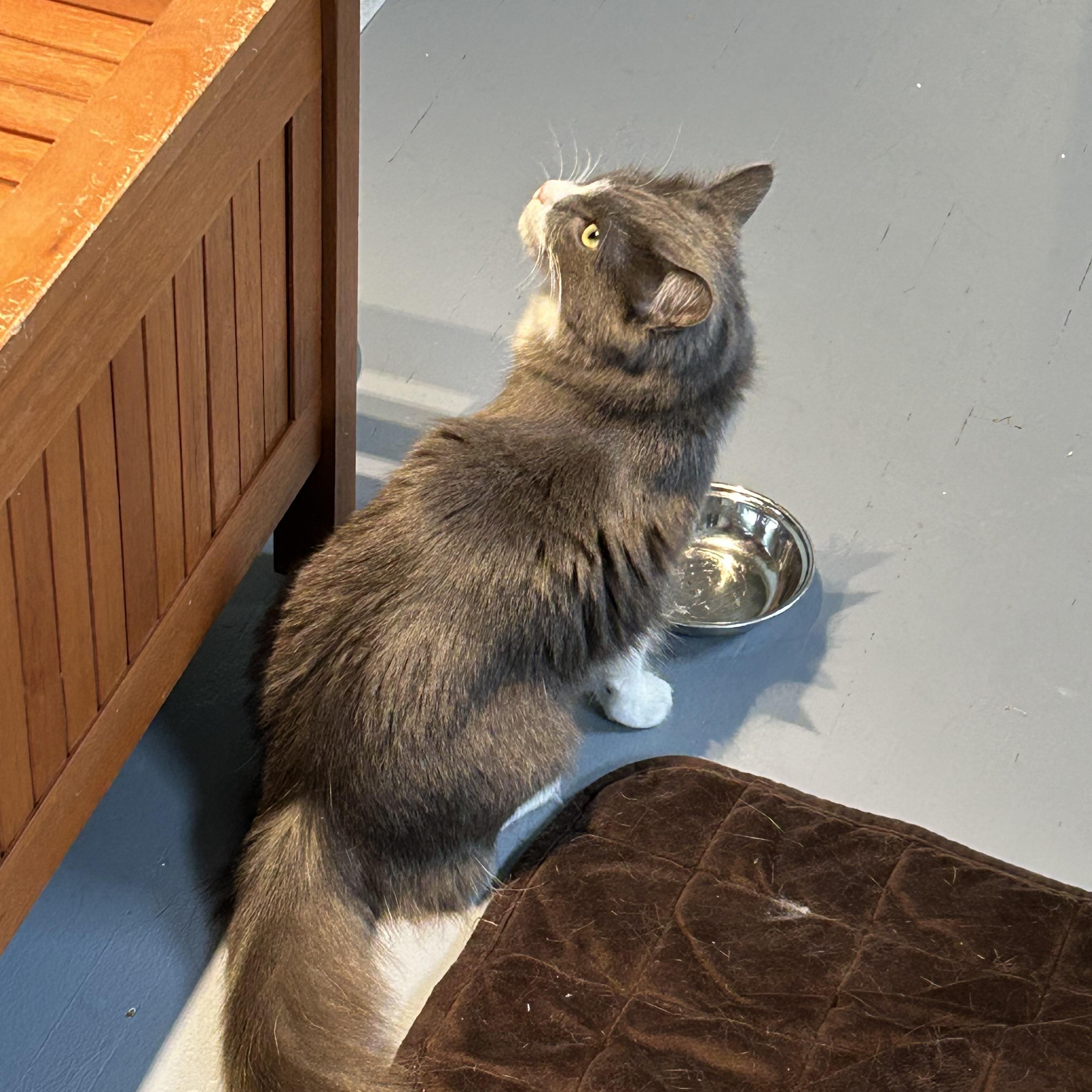 Enlarge Pretty Kitty, a ADOPTABLE Domestic Medium Hair in Brockport, NY image 2/4