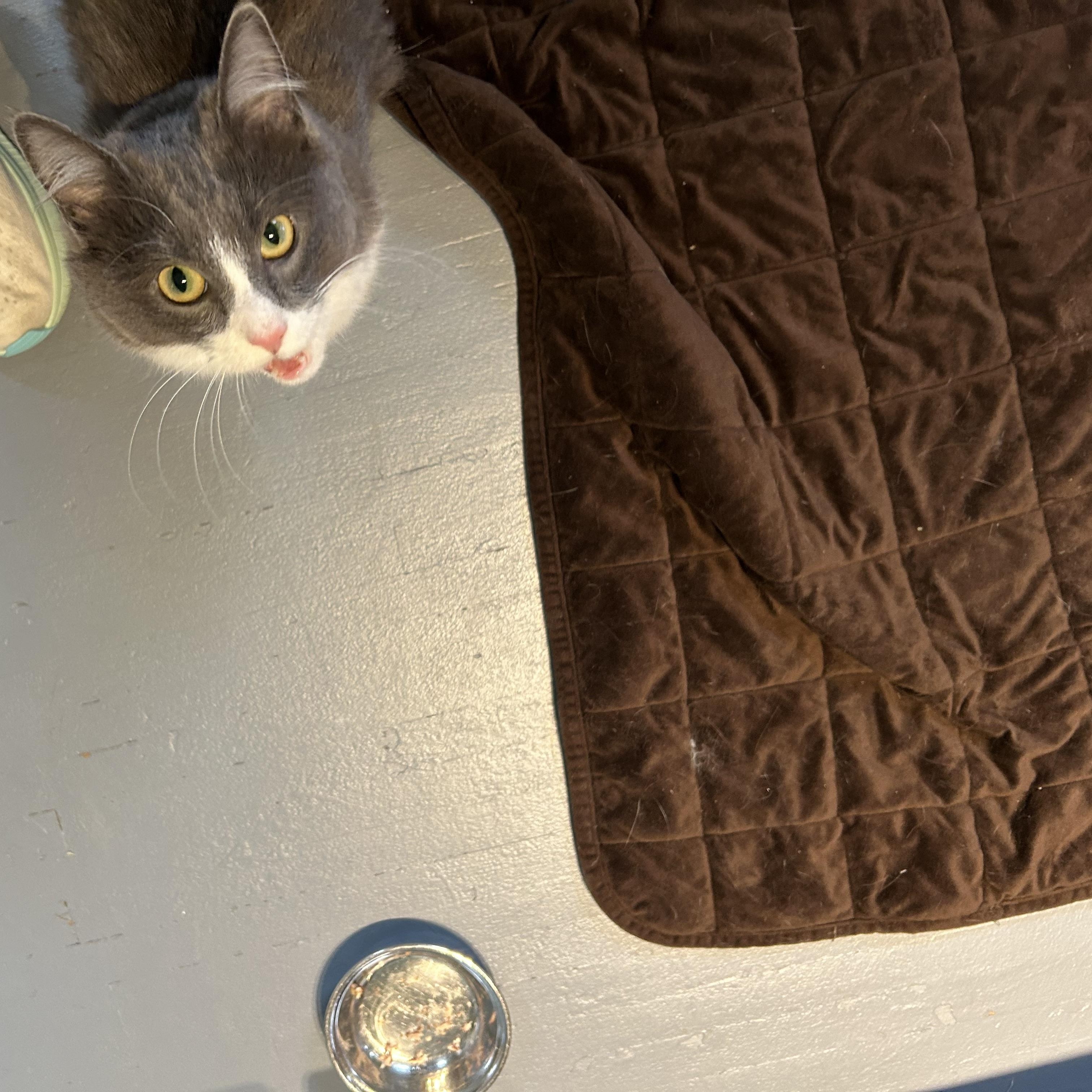 Enlarge Pretty Kitty, a ADOPTABLE Domestic Medium Hair in Brockport, NY image 4/4