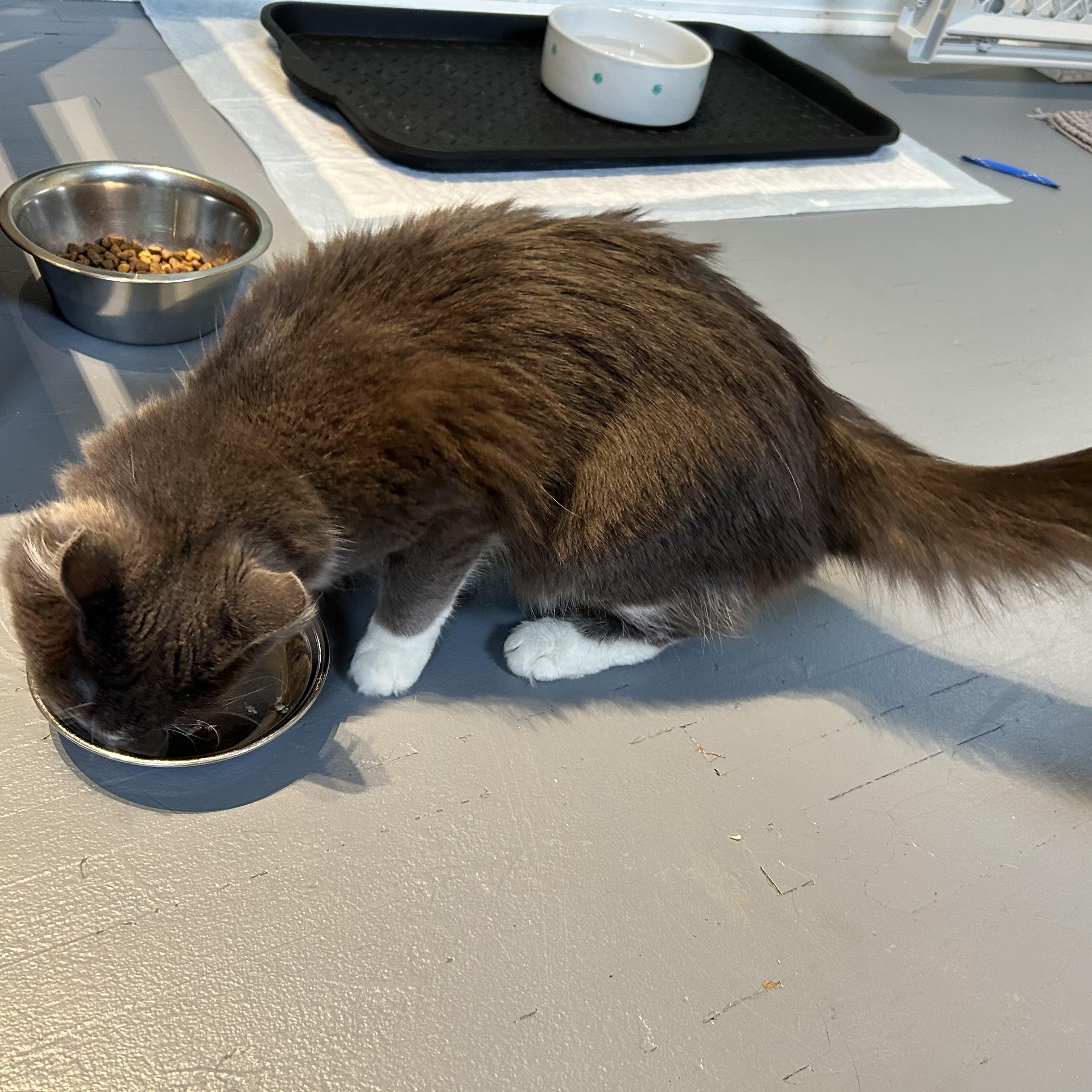 Enlarge Pretty Kitty, a ADOPTABLE Domestic Medium Hair in Brockport, NY image 3/4