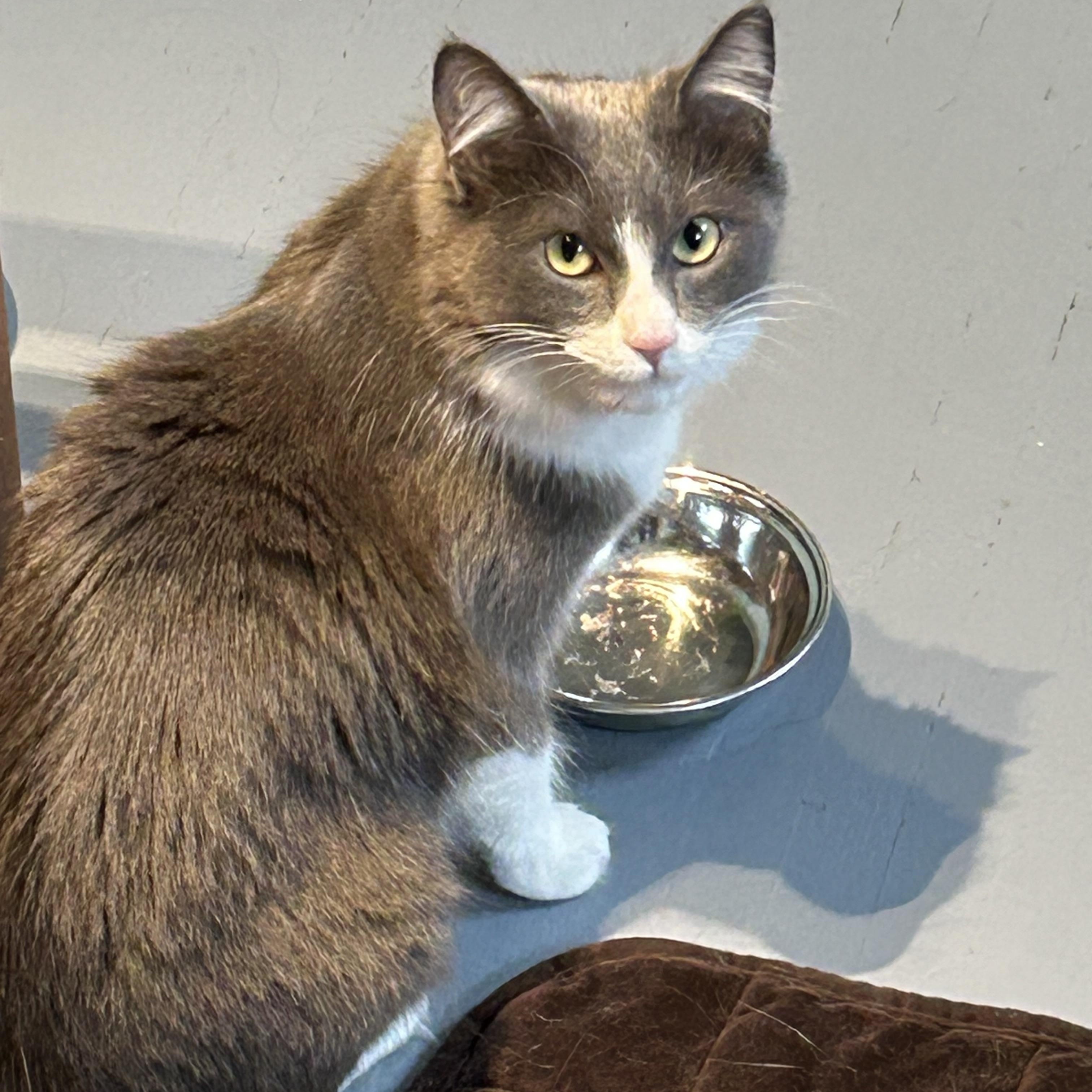 Enlarge Pretty Kitty, a ADOPTABLE Domestic Medium Hair in Brockport, NY image 1/4