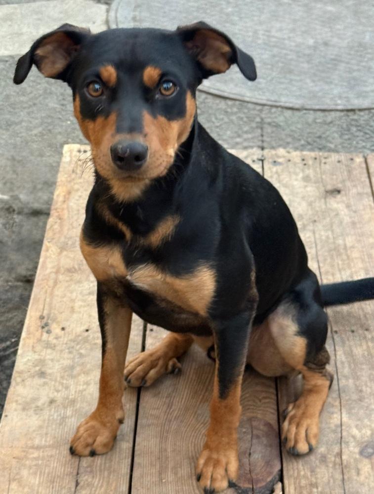 Nacho, a Adoptable mixed breed in Anderson, CA image 1/3