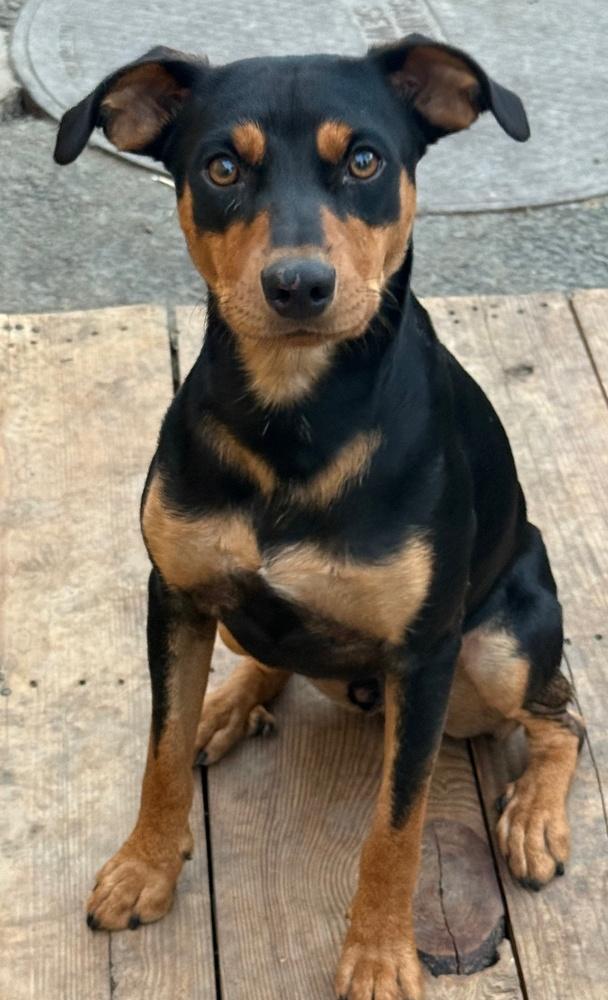 Nacho, a Adoptable mixed breed in Anderson, CA image 2/3