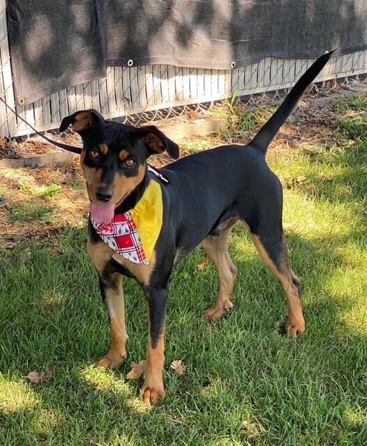 Nacho, a Adoptable mixed breed in Anderson, CA image 3/3