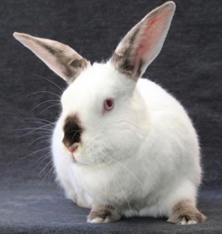 Enlarge Paravati, a Adoptable Californian in Scotts Valley, CA image 1/5