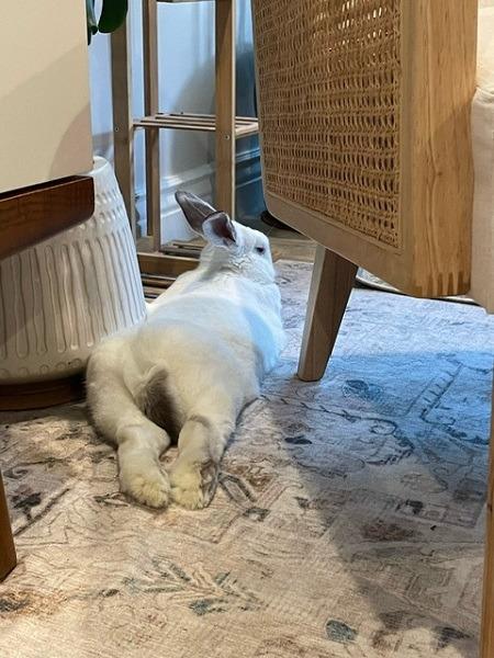 Paravati, Adoptable, Adult Female Californian.