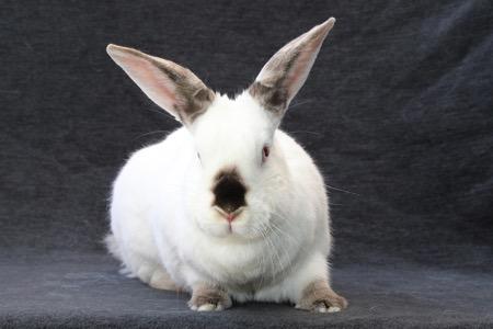Enlarge Paravati, a Adoptable Californian in Scotts Valley, CA image 2/5