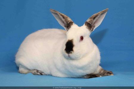 Enlarge Paravati, a Adoptable Californian in Scotts Valley, CA image 3/5