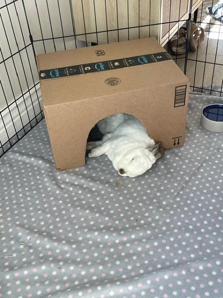 Enlarge Paravati, a Adoptable Californian in Scotts Valley, CA image 5/5