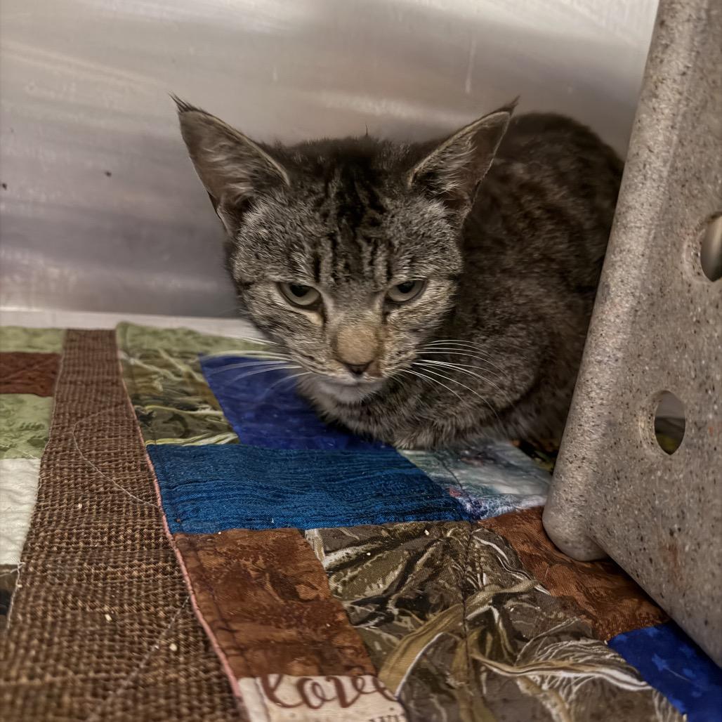 Enlarge Frippet, a Adoptable Domestic Short Hair in Winston-Salem, NC image 1/1