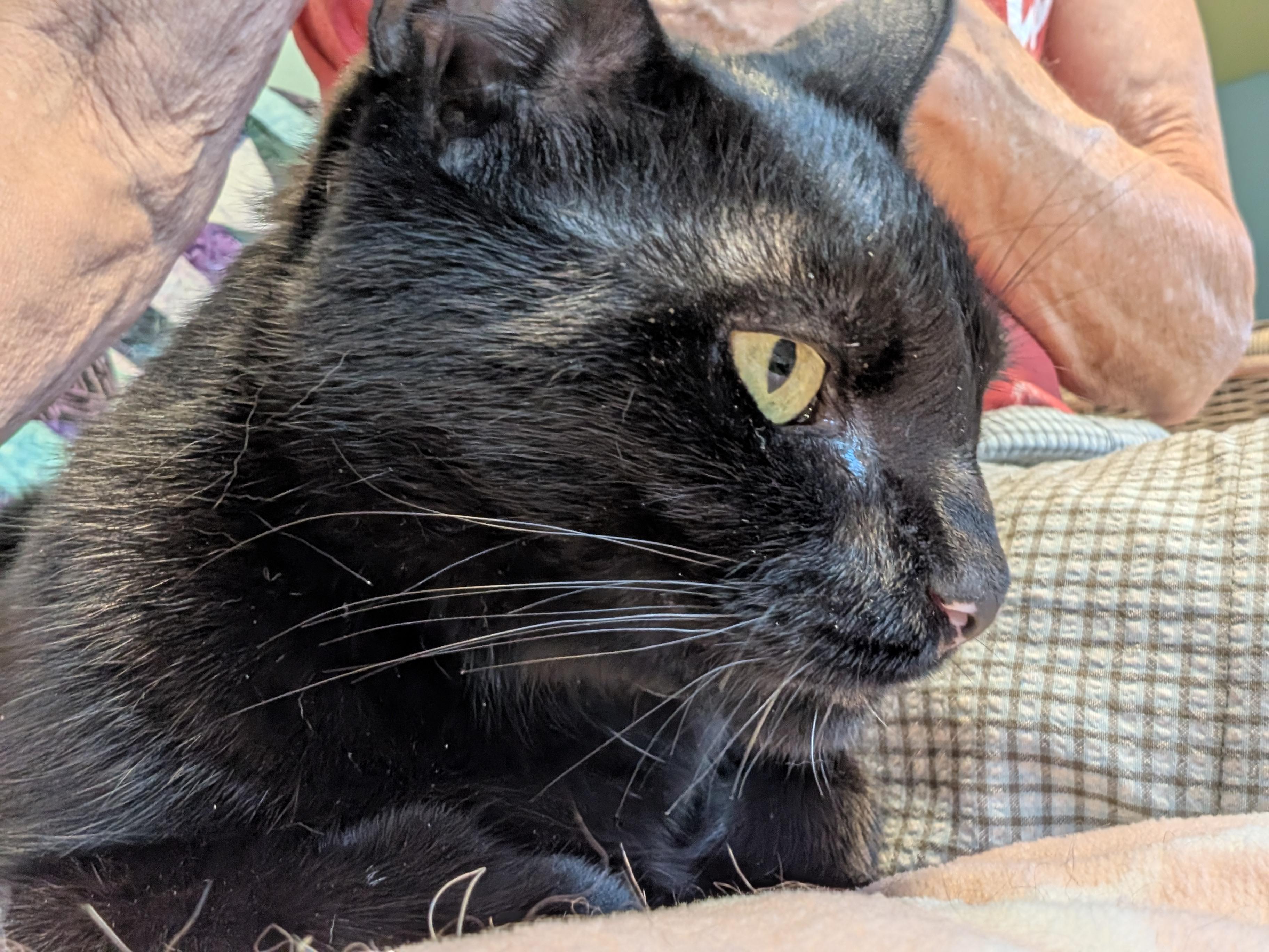 Polly, Adopted, Adult Female Bombay.