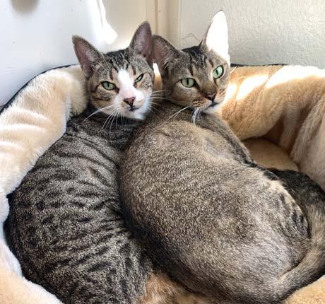 Enlarge Casey and Holly, a Adoptable Domestic Short Hair in Tiburon, CA image 1/5