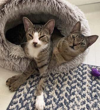 Enlarge Casey and Holly, a Adoptable Domestic Short Hair in Tiburon, CA image 2/5