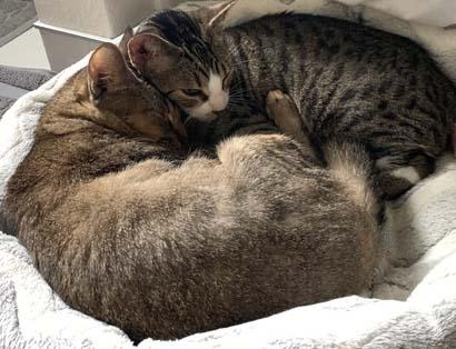 Enlarge Casey and Holly, a Adoptable Domestic Short Hair in Tiburon, CA image 3/5