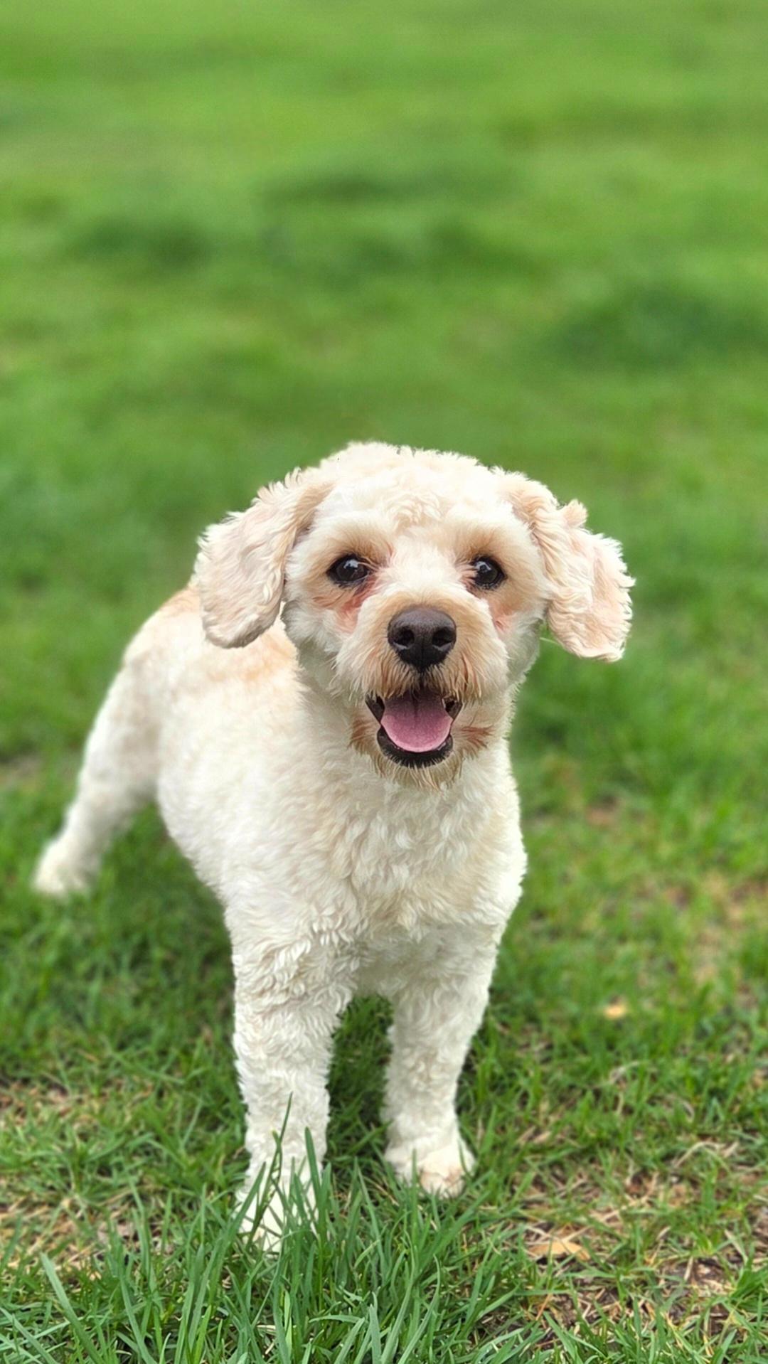 Enlarge Teddy-ADOPTION PENDING, an adopted mixed breed in Bridgeton, MO image 1/5