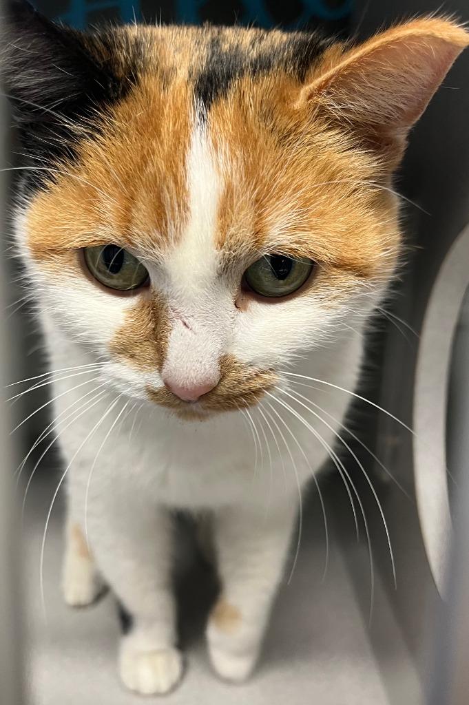 Carole, ADOPTABLE, Adult Female Domestic Short Hair.