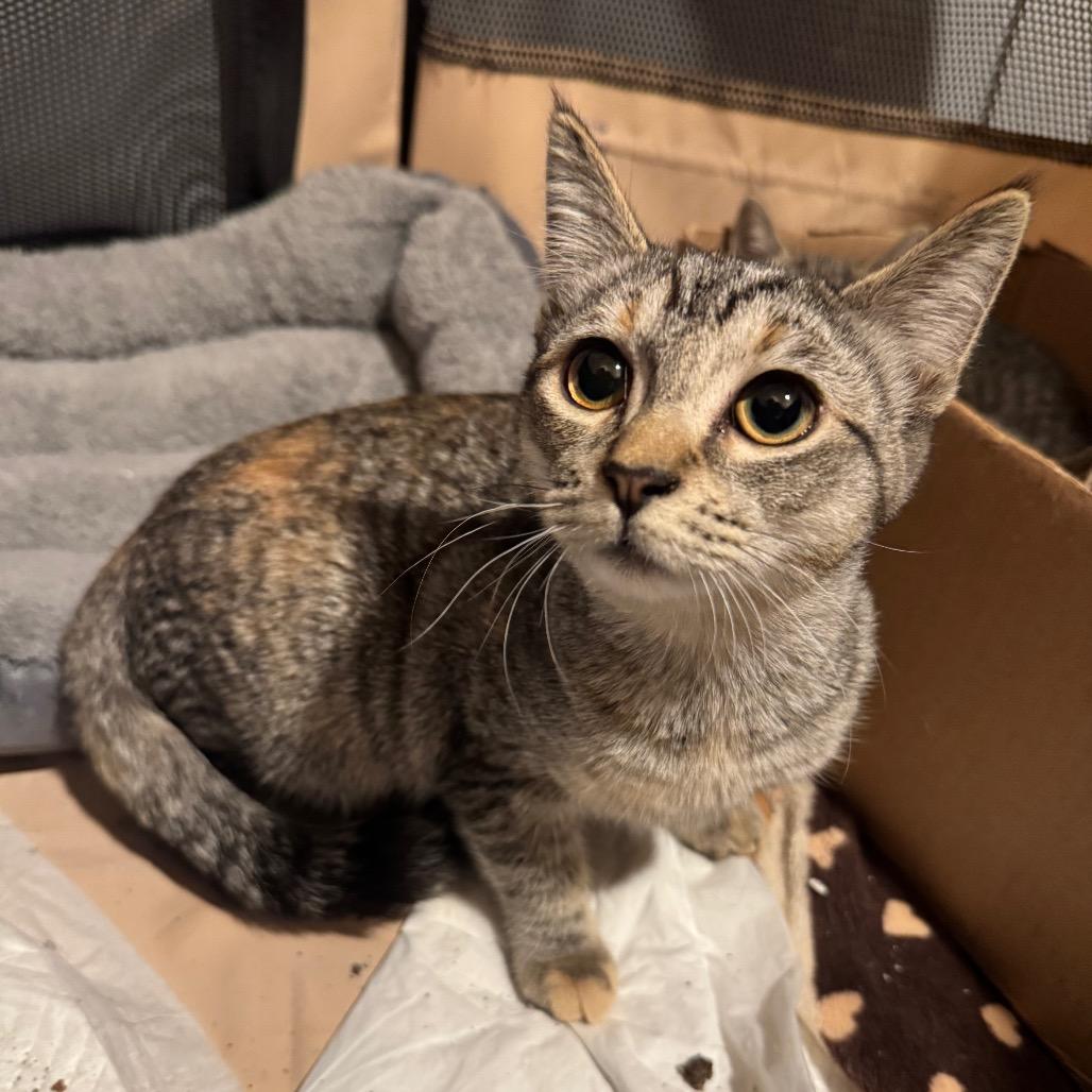 26-37 Shelly, Adoptable, Kitten Female Domestic Short Hair.