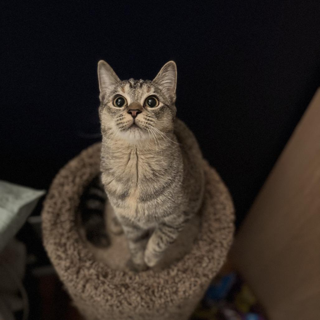 Enlarge 26-37 Shelly, a Adoptable Domestic Short Hair in North Branford, CT image 2/5