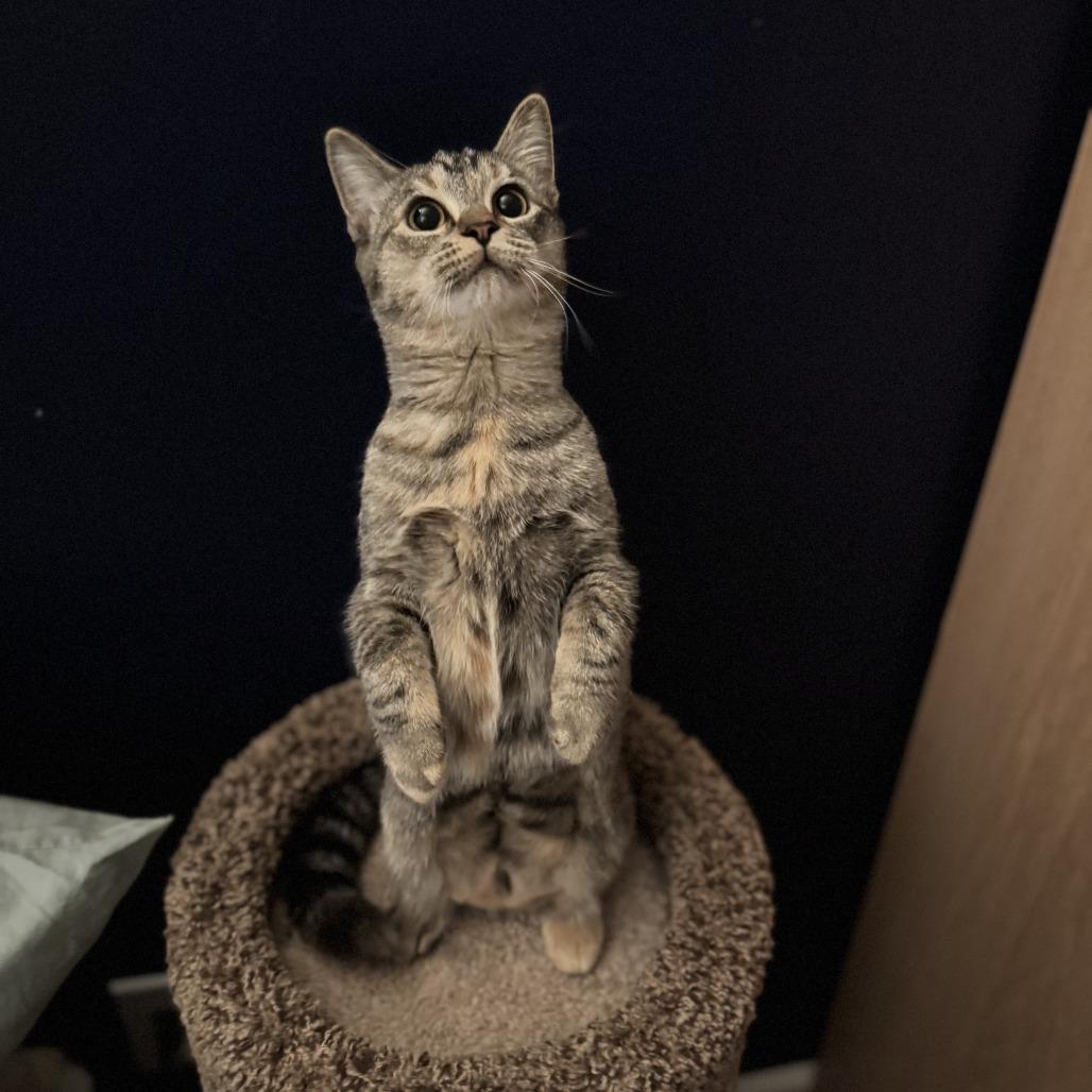 Enlarge 26-37 Shelly, a Adoptable Domestic Short Hair in North Branford, CT image 3/5