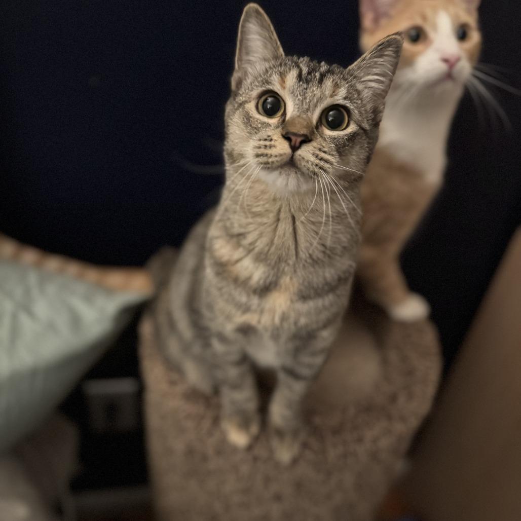 Enlarge 26-37 Shelly, a Adoptable Domestic Short Hair in North Branford, CT image 4/5