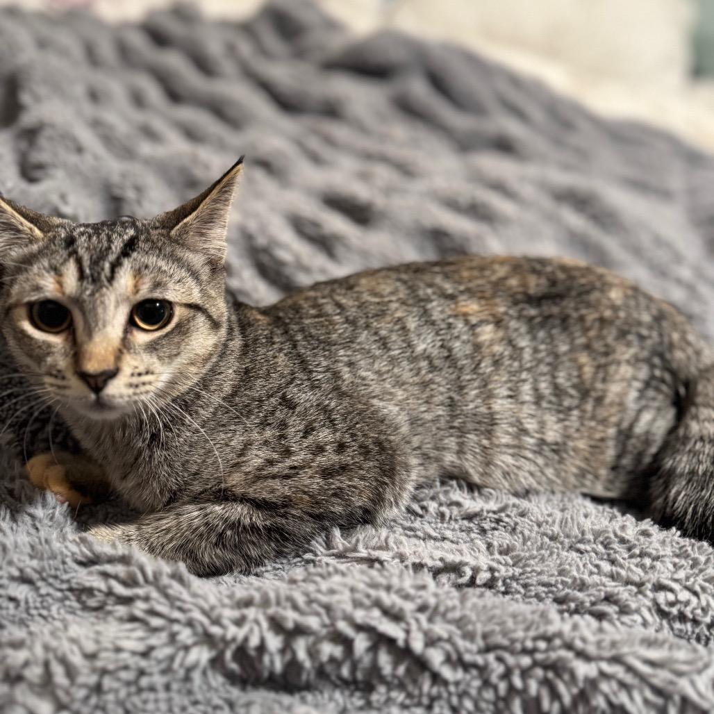 Enlarge 26-37 Shelly, a Adoptable Domestic Short Hair in North Branford, CT image 5/5