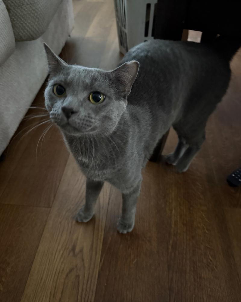 Beans, Adoptable, Young Male Russian Blue.