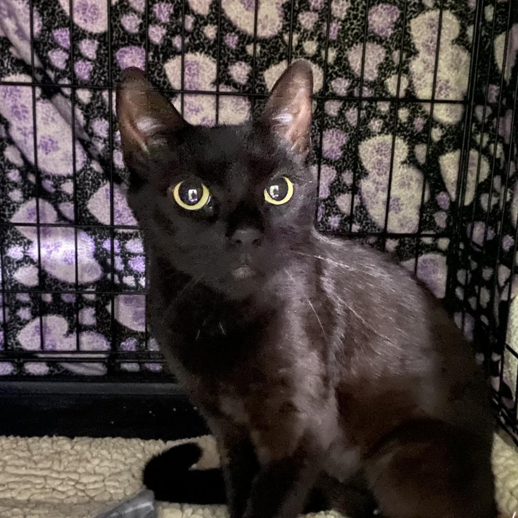 Gertie, Adoptable, Adult Female Domestic Short Hair.