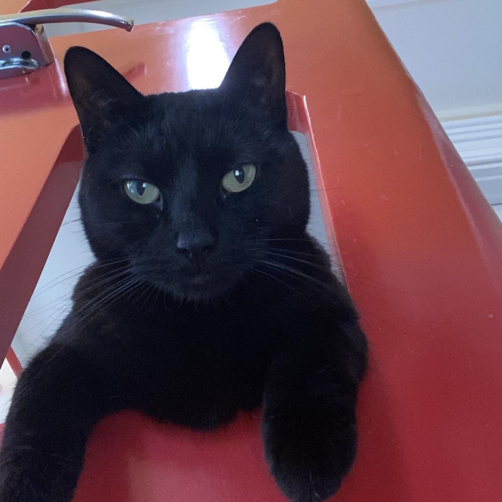 Enlarge Gertie, a Adoptable Domestic Short Hair in Oyster Bay, NY image 2/3