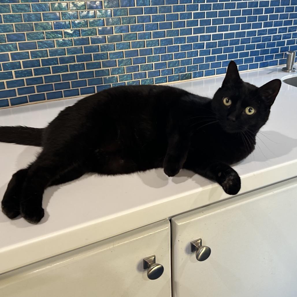 Enlarge Gertie, a Adoptable Domestic Short Hair in Oyster Bay, NY image 3/3