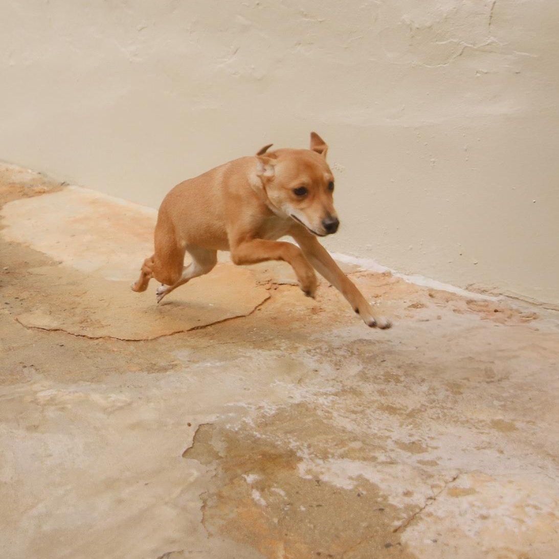 Enlarge Guava, a Adoptable mixed breed in San Juan, PR image 2/4