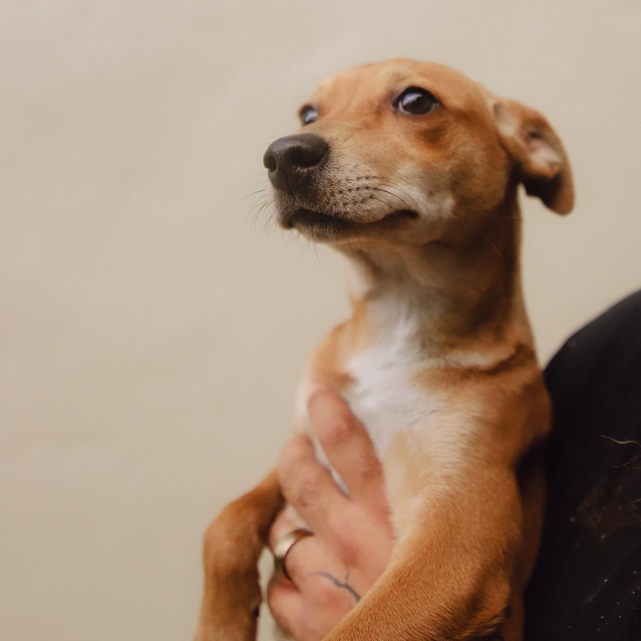 Guava, adoptable, Young Female Mixed Breed.
